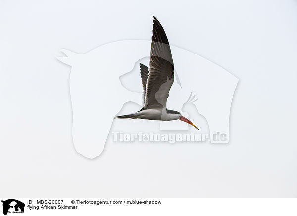 flying African Skimmer / MBS-20007