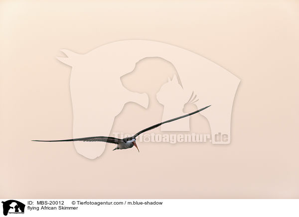 flying African Skimmer / MBS-20012