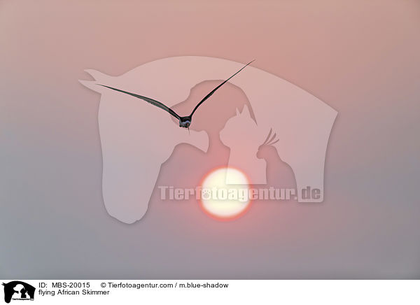 flying African Skimmer / MBS-20015