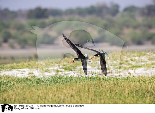 flying African Skimmer / MBS-20037