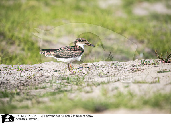 African Skimmer / MBS-20044