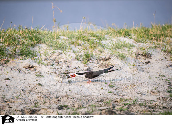 African Skimmer / MBS-20095
