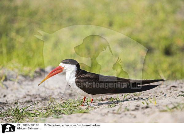 African Skimmer / MBS-20168
