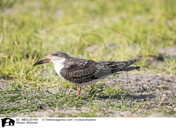 African Skimmer / MBS-20169