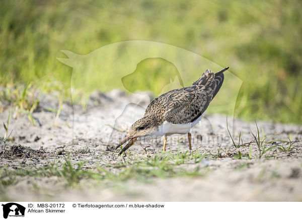 African Skimmer / MBS-20172