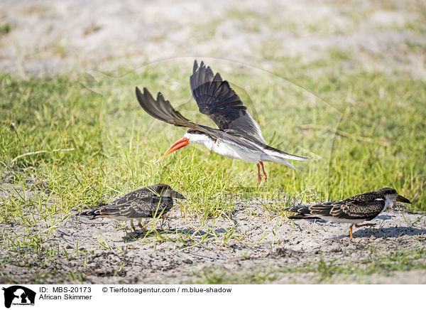 African Skimmer / MBS-20173