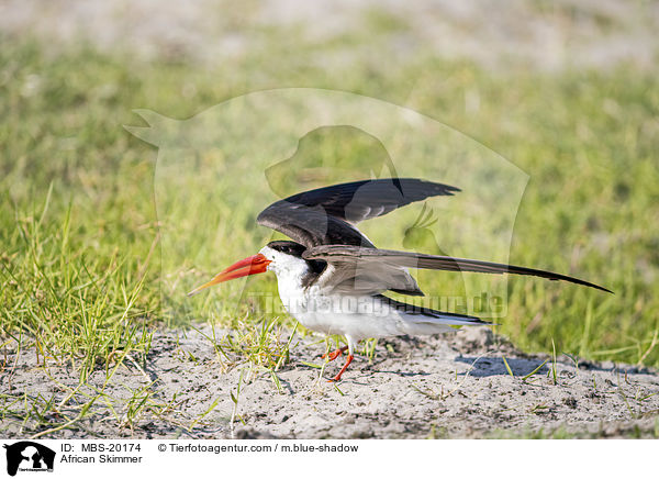 African Skimmer / MBS-20174