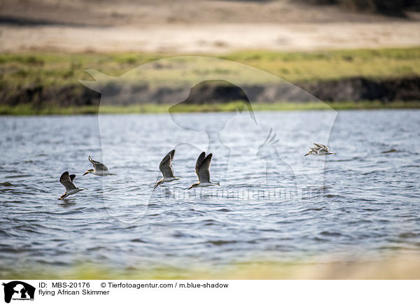 flying African Skimmer / MBS-20176