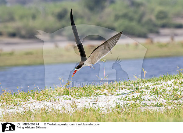 flying African Skimmer / MBS-20244
