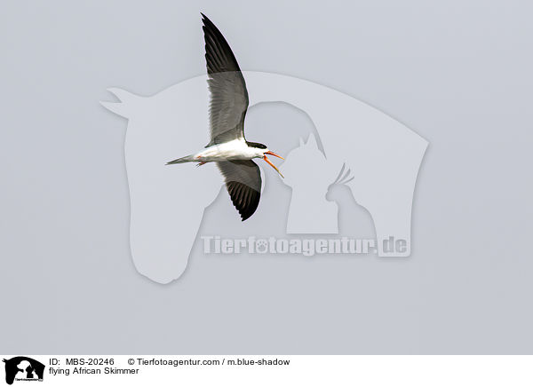 flying African Skimmer / MBS-20246