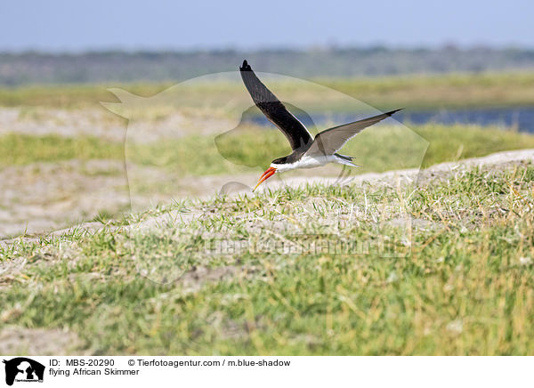 fliegender Braunmantel-Scherenschnbel / flying African Skimmer / MBS-20290