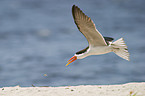 african skimmer