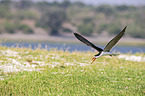 flying African Skimmer