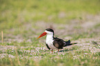 standing African Skimmer