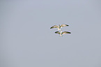 flying African Skimmer