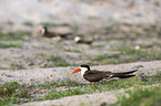 African Skimmer
