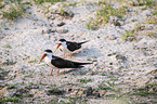 African Skimmer