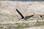 flying African Skimmer