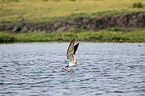 flying African Skimmer