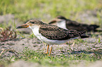 African Skimmer