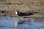 African skimmer