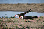 African skimmer