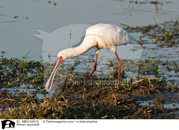 Afrikanischer Lffler / African spoonbill / MBS-02619