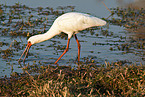 African spoonbill