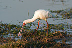 African spoonbill