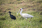 African spoonbill