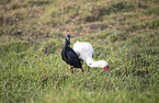 African spoonbill