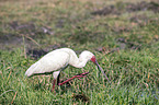 African spoonbill