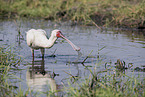 African spoonbill