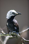 African white-crested hornbill