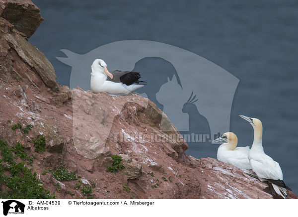 Albatross / AM-04539