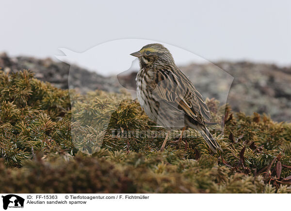 Aleutian sandwich sparrow / FF-15363