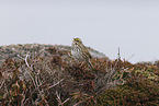 Aleutian sandwich sparrow