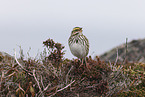 Aleutian sandwich sparrow