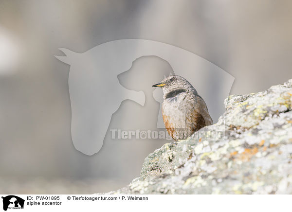Alpenbraunelle / alpine accentor / PW-01895
