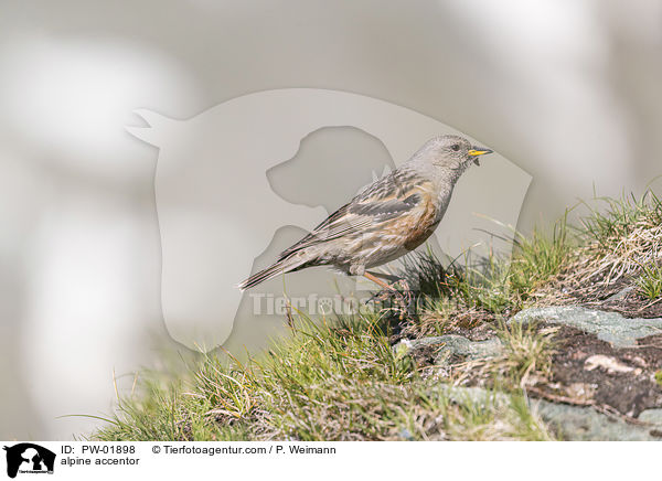 Alpenbraunelle / alpine accentor / PW-01898
