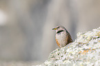 alpine accentor