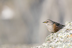 alpine accentor