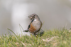alpine accentor
