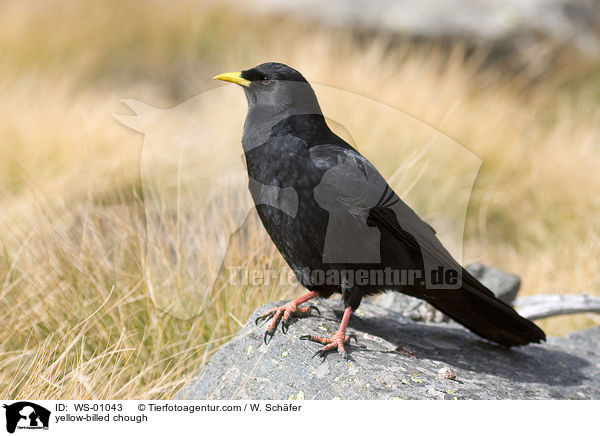 Alpendohle / yellow-billed chough / WS-01043