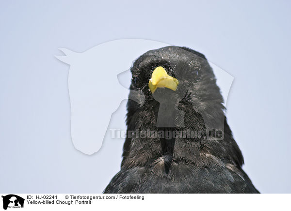 Alpendohle Portrait / Yellow-billed Chough Portrait / HJ-02241