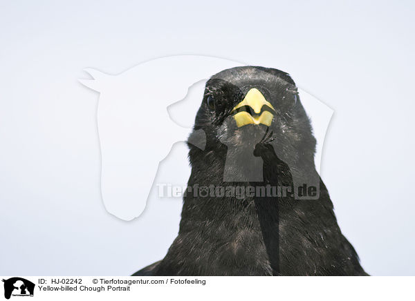 Alpendohle Portrait / Yellow-billed Chough Portrait / HJ-02242