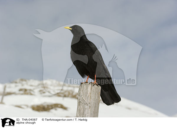 Alpendohle / alpine chough / THA-04087