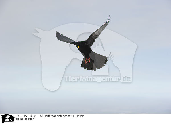 Alpendohle / alpine chough / THA-04088