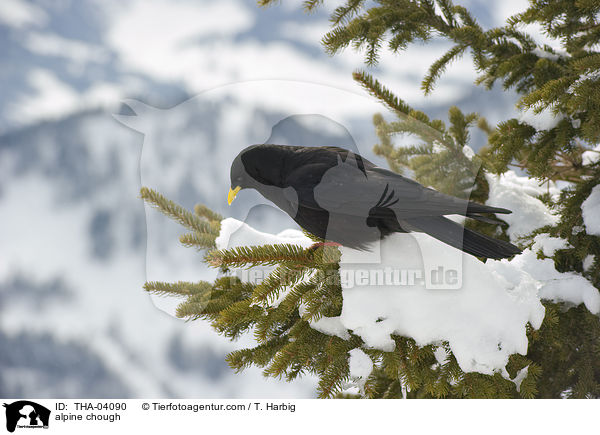 Alpendohle / alpine chough / THA-04090