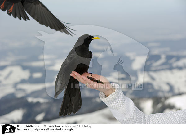 Mensch und Alpendohle / human and alpine yellow-billed chough / THA-04502